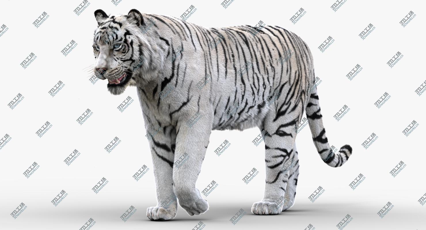 images/goods_img/2021040235/white Tiger(Rigged, FUR) 3D model/5.jpg